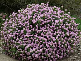 Buy full sun shrubs & hedges and get the best deals at the lowest prices on ebay! Pimelea Ferruginea Pink Rice Flower 1m High 1 5m Wide Salt And Wind Tolerant Full Sun Flowers S Australian Plants Native Garden Australian Native Garden
