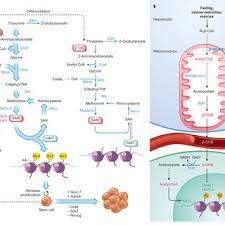 Metabolic Pathways Of Intermediary Metabolism Signal To