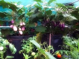 Having a terrace garden not only enhances the architectural beauty of the house but also has a japanese terrace garden ideas image source: About Terrace Garden Chennai Roof Garden Kitchen Garden Gardenning Garden Service Chennai