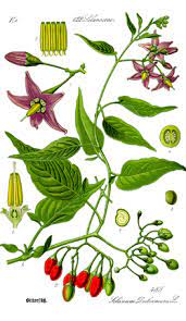 Potatoes are an essential component of the diet of humans and animals and can be a potential source of food poisoning. Solanaceae Wikipedia