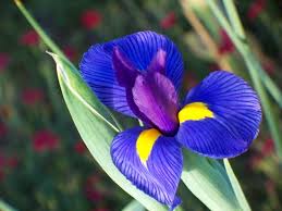 I fiori blu sono molto ricercati perchè questo colore è in grado di trasmettere un senso di pace e di serenità, che altre varietà cromatiche. Iris Bulbi Come Coltivare L Iris