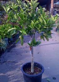 All three varieties are preferred to the buckeye navel, which is attractive in appearance but inferior in quality and less juicy. Pin On My Garden