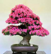 Flowering bonsai trees for sale. Bonsai Trees For Inspiration Your Home Decor Jihanshanum Bonsai Tree Types Bonsai Tree Indoor Bonsai Tree