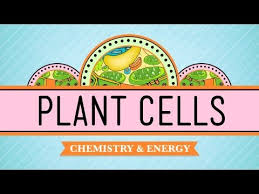 Check spelling or type a new query. Nerdfighteria Wiki Plant Cells Crash Course Biology 6