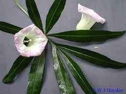 Image result for Ipomoea heterotricha