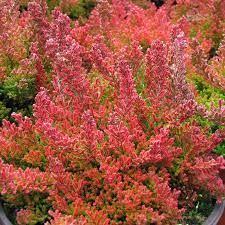 Winter Chocolate Heather Winter Garden Scottish Heather Plants