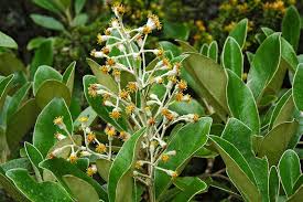 Image result for Brachycorythis buchananii