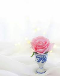 احلى صور ورود و صور زهور 2019 Best Photo Rose Flower