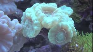 Candy Cane Coral Great Colors Hd Youtube