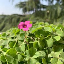 Image result for Oxalis obliquifolia
