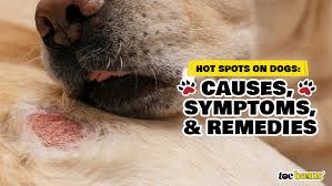 Image result for hotspot dogs