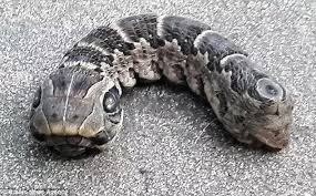 Image result for biggest snake
