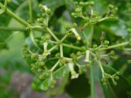 Image result for Rauvolfia vomitoria