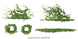 Image result for Rhynchosia tricuspidata