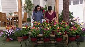 Maybe you would like to learn more about one of these? Cottage Farms 10 Piece Multi Colored Fragrant Four O Clocks On Qvc Youtube