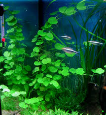 Hydrocotyle Leucocephala Brazilian Pennywort Freshwater Plants Freshwater Aquarium Plants Planted Aquarium