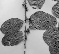 Image result for Gymnosporia tenuispina