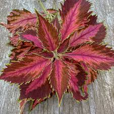 Image result for Coleus shirensis
