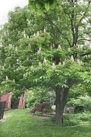 However, horse chestnuts originated in europe, specifically the balkan region. Aesculus Hippocastanum Horse Chestnut Go Botany