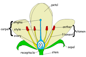 The male parts include the filament and anther, which together are called the stamen. Gcse Biology Structure Of A Flower