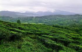 Hasil carian imej untuk Ladang Teh Sabah Tea