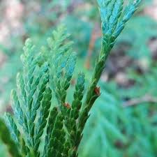 Image result for Cupressaceae