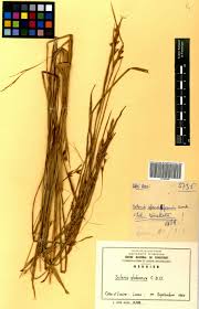 Image result for Scleria globonux