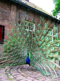 Bird With Big Feathers Pin On Birds