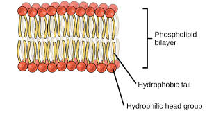 The golgi apparatus, also known as the golgi complex, golgi body, or simply the golgi, is an organelle found in most eukaryotic cells. Golgi Apparatus Structure Function Teachmephysiology
