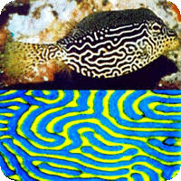 Bildergebnis für Turing pattern