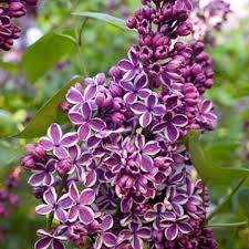 So Schneiden Sie Flieder Richtig Edelflieder Pflanzen Flieder Schneiden