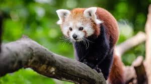Red panda is part of the cute animals wallpapers collection. Wallpaper Red Panda Hd Vilma Lii Free Wallpaper