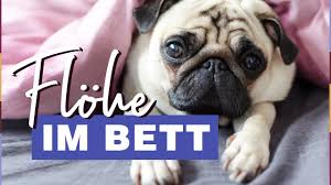 Der floh ist zwischen 1 und 3mm groß, ist von bräunlicher farbe und besitzt keine flügel. Flohe Im Bett So Erkennst Bekampfst Du Sie Youtube