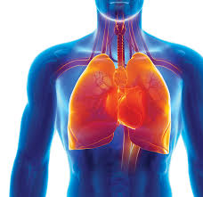 Consisting of specific respiratory organs, blood vessels and muscles, the respiratory system is responsible for inhaling oxygen and carrying out the exchange of oxygen and carbon dioxide in the. Respiratory Pressure Adinstruments