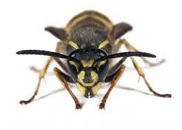 If you have found evidence of yellow jackets near your home or other structure, please call us right away! Yellow Jackets Pest Control Seattle Exterminator Stop Bugging Me