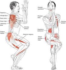 Eagle Pose Garudasana Anatomy The Red Color Shows The Stretched Muscles During Asana The Muscle On The Left Image Ar Yoga Muscles Yoga Anatomy Bikram Yoga