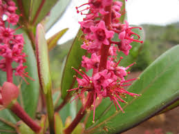 Image result for Cunonia