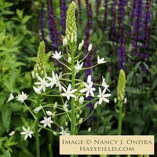 Image result for Ornithogalum seineri