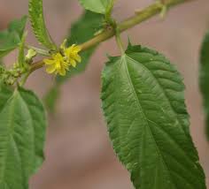 Image result for Corchorus olitorius