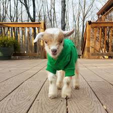 Goat Rescue Story Diy Network Blog Made Remade Diy