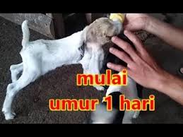 Bayi yang berusia 2 tahun atau sudah lewat masa asi boleh diberikan susu formula yang berasal dari susu kambing. Cara Memelihara Anak Kambing Etawa Baru Lahir Tanpa Induk Youtube