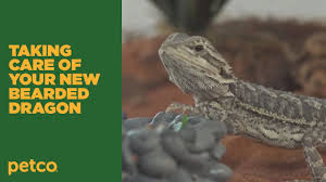 Bearded dragon tanks, cages, terrariums and enclosures. How To Bearded Dragon And Reptile Care Petco Youtube