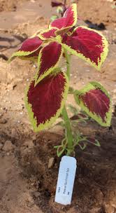 Browse pictures and read growth / cultivation information about coleus, flame nettle, painted nettle (solenostemon scutellarioides) 'versa crimson gold' supplied by member gardeners in the plantfil. Coleus Ornamental Horticulture Research Group Plant And Soil Science Ttu