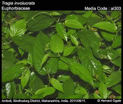 Image result for Tragia glabrata