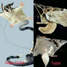 Apa Itu Sugar Glider Berikut Penjelsan Lengkap Tentang Sugar Glider Hobinatang