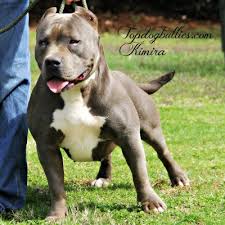 Prince pitbull puppies for sale i have two male and one female must go to the best of homes and would want to stay in contact with me would love to see them grow.: Pitbull Puppies For Sale In Pa All You Need Infos