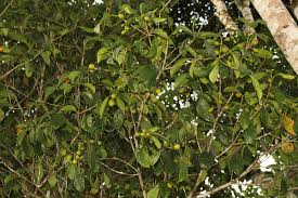 Image result for Pentaphylacaceae