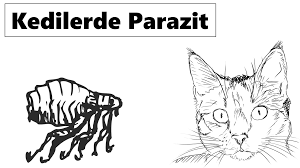 Kedilerde Parazit Neden Olur Tedavisi Nasil Yapilir Azbuz Org