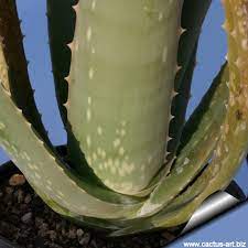 In aloe vera plants, sunburn dries out the skin, making it woody. Aloe Vera