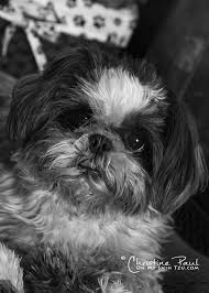 Baby Maltese Shih Tzu Black And White Black White Sunday 15 Trixie Oh My Shih Tzu Shih Tzu Shih Tzu Dog Shih Tzu Puppy
